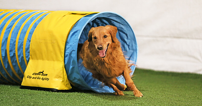 large dog agility tunnel