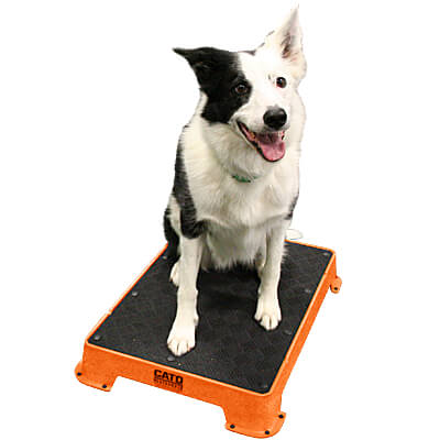 Cato Plank XL Platform with Tilt Stand – Pawsome Dogsports