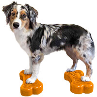 Dog Fitness & Conditioning Equipment - Clean Run