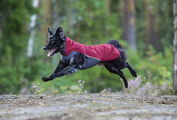 dog jackets