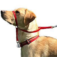 K9 Bridle for Dogs - Clean Run