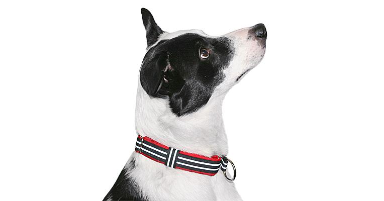 limited slip dog collar