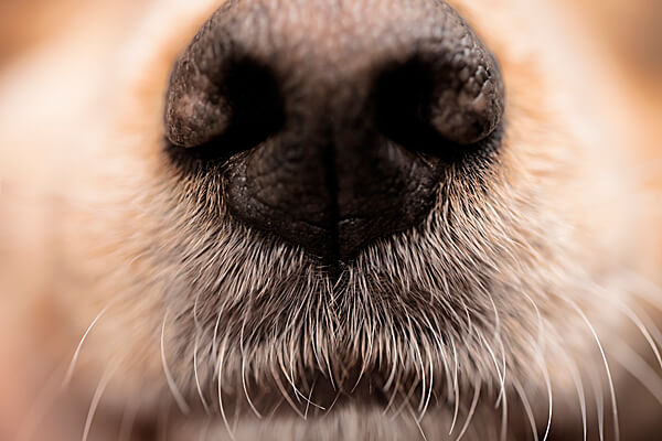 Amy Matthieu Nose Work Classes