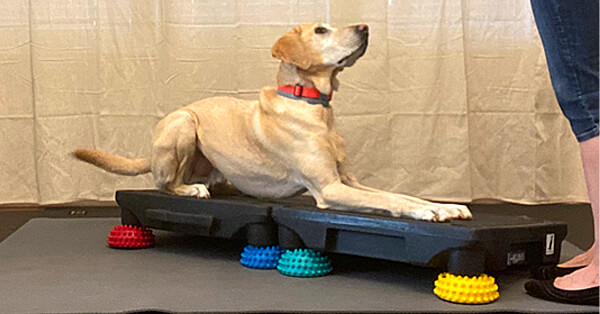 Provide brain exercise for your dog with these 4 DIY enrichment activities, HOUSTON LIFE
