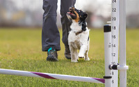 Obedience for Agility - Without Killing Drive!
