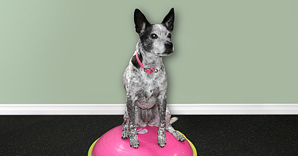 Provide brain exercise for your dog with these 4 DIY enrichment activities, HOUSTON LIFE