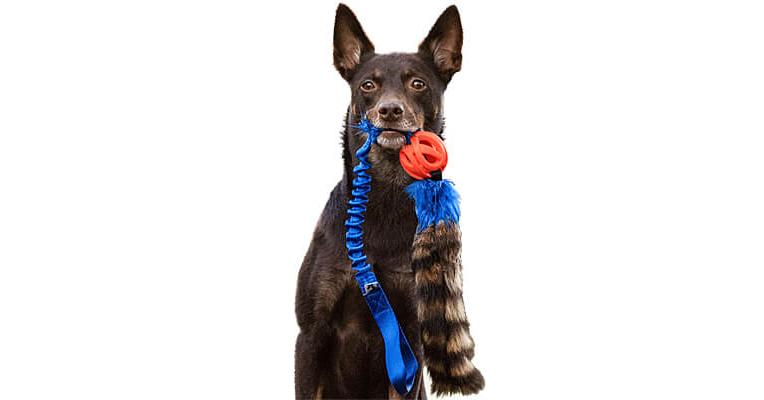 Dog toy outlet ball with tail