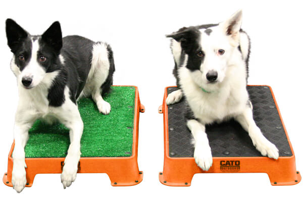 Cato Board training platforms have - Polite Paws Paradise