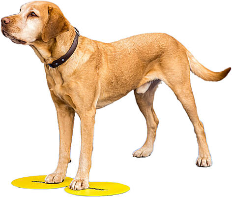 https://www.cleanrun.com/images/products/thumb/FitPAWS-Targets-Lab-Silo_Big_21385.jpg