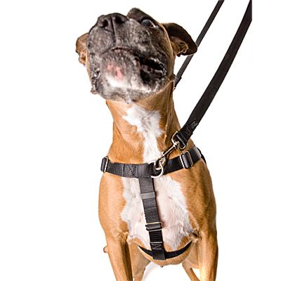 Two leash fashion harness