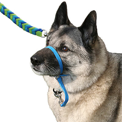 K9 Nose Work - Dog Gone Right, L.L.C. Force-free Dog Training