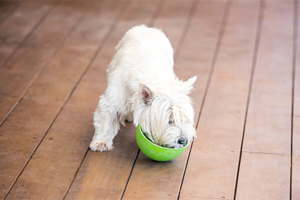 LickiMat Wobble Interactive Feeding Bowl & Lick Mat Dog Toy - Northwest Pets