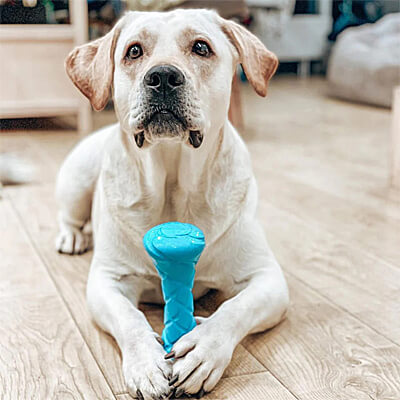 Best dog toys retailers 2016