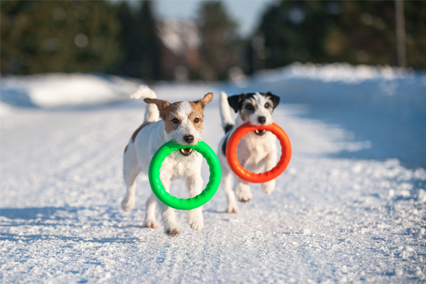 PitchDog Safe and Durable Fetch Ring for Dogs (Pink, 11 inches)