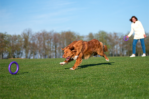 Puller Midi Interactive Toy – DogSport Gear