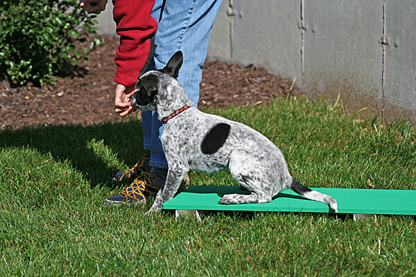 Dog Agility Tunnel Training Outdoor Pet Runner Equipment Exercise