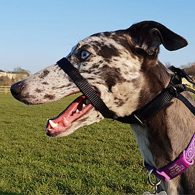 Canny Collar Clean Run