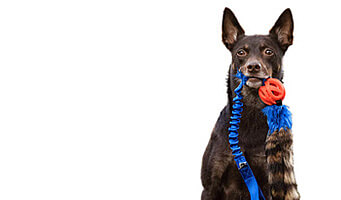 /category/dog_toys_and_tugs/index.cfm